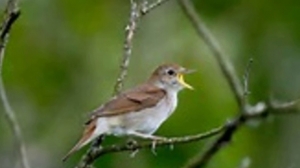 Nightingale Sang in Berkeley Square - Alan Cooper Quartet